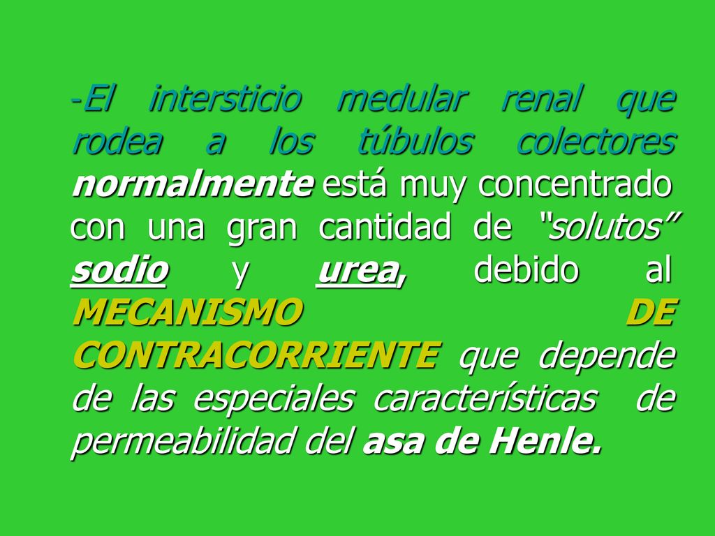 -El intersticio medular renal que rodea a los túbulos colectores normalmente está muy concentrado con una gran cantidad de solutos sodio y urea, debido al MECANISMO DE CONTRACORRIENTE que depende de las especiales características de permeabilidad del asa de Henle.