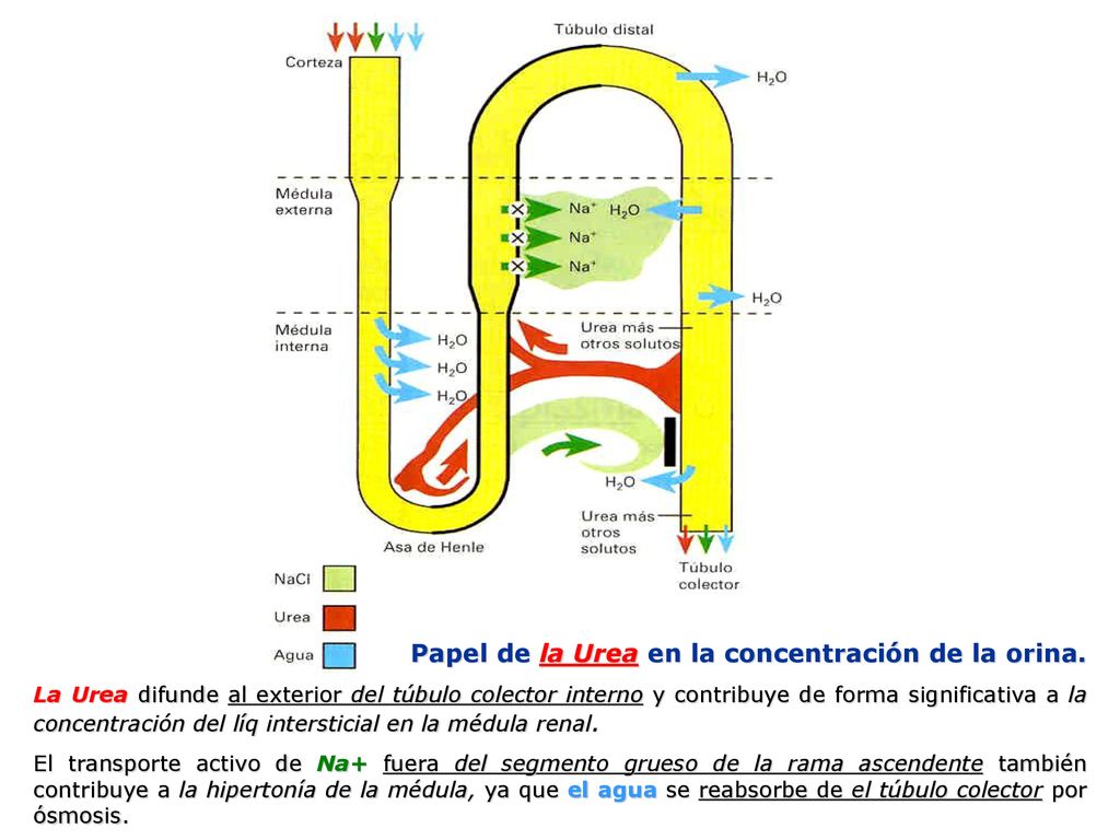 Papel de la Urea en la concentración de la orina.