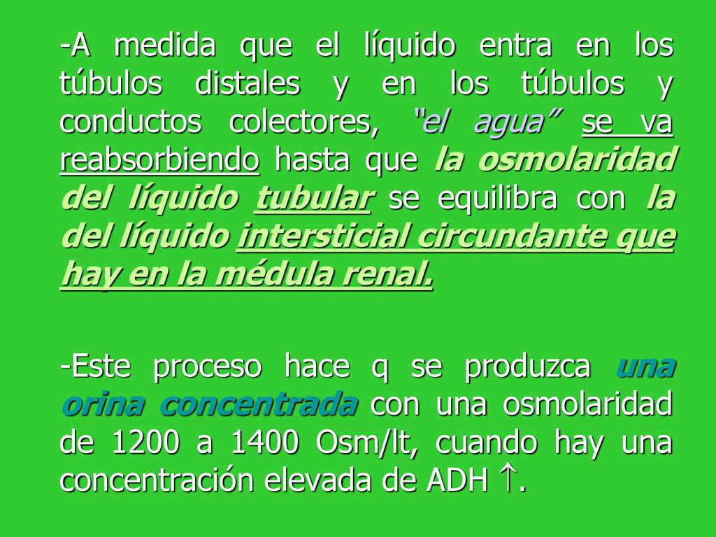 -A medida que el líquido entra en los túbulos distales y en los túbulos y conductos colectores, el agua se va reabsorbiendo hasta que la osmolaridad del líquido tubular se equilibra con la del líquido intersticial circundante que hay en la médula renal.
