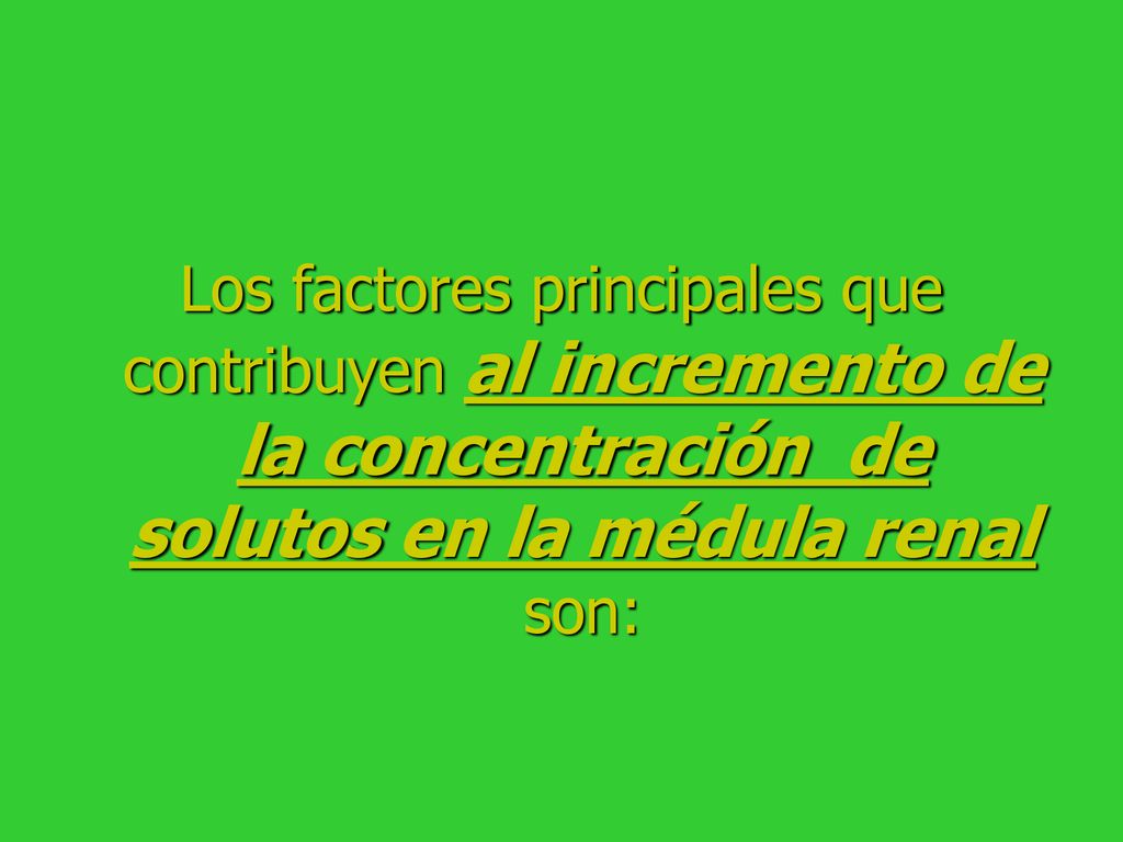 Los factores principales que contribuyen al incremento de la concentración de solutos en la médula renal son: