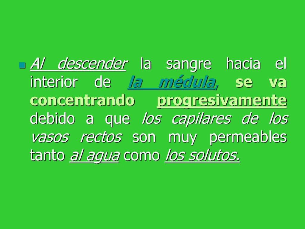 Al descender la sangre hacia el interior de la médula, se va concentrando progresivamente debido a que los capilares de los vasos rectos son muy permeables tanto al agua como los solutos.