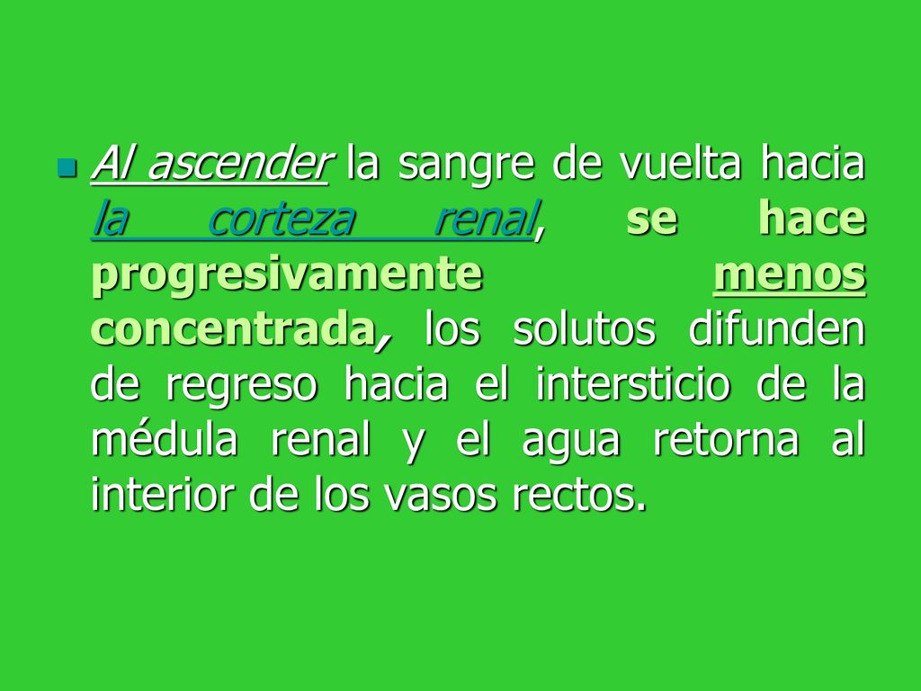 Al ascender la sangre de vuelta hacia la corteza renal, se hace progresivamente menos concentrada, los solutos difunden de regreso hacia el intersticio de la médula renal y el agua retorna al interior de los vasos rectos.