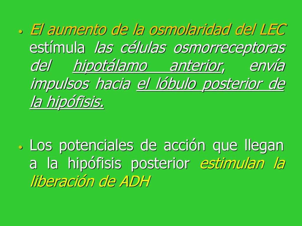 El aumento de la osmolaridad del LEC estímula las células osmorreceptoras del hipotálamo anterior, envía impulsos hacia el lóbulo posterior de la hipófisis.
