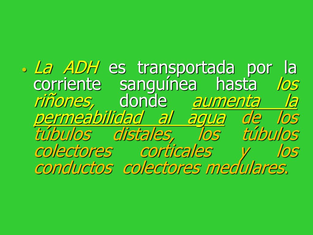 La ADH es transportada por la corriente sanguínea hasta los riñones, donde aumenta la permeabilidad al agua de los túbulos distales, los túbulos colectores corticales y los conductos colectores medulares.