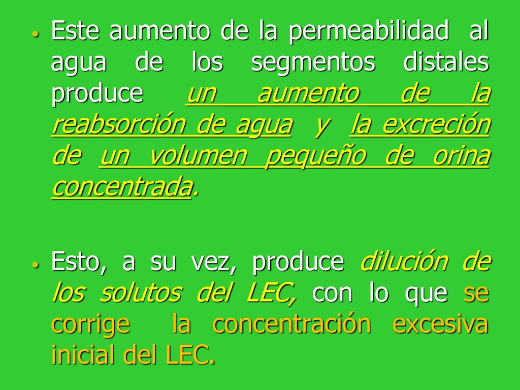 Este aumento de la permeabilidad al agua de los segmentos distales produce un aumento de la reabsorción de agua y la excreción de un volumen pequeño de orina concentrada.