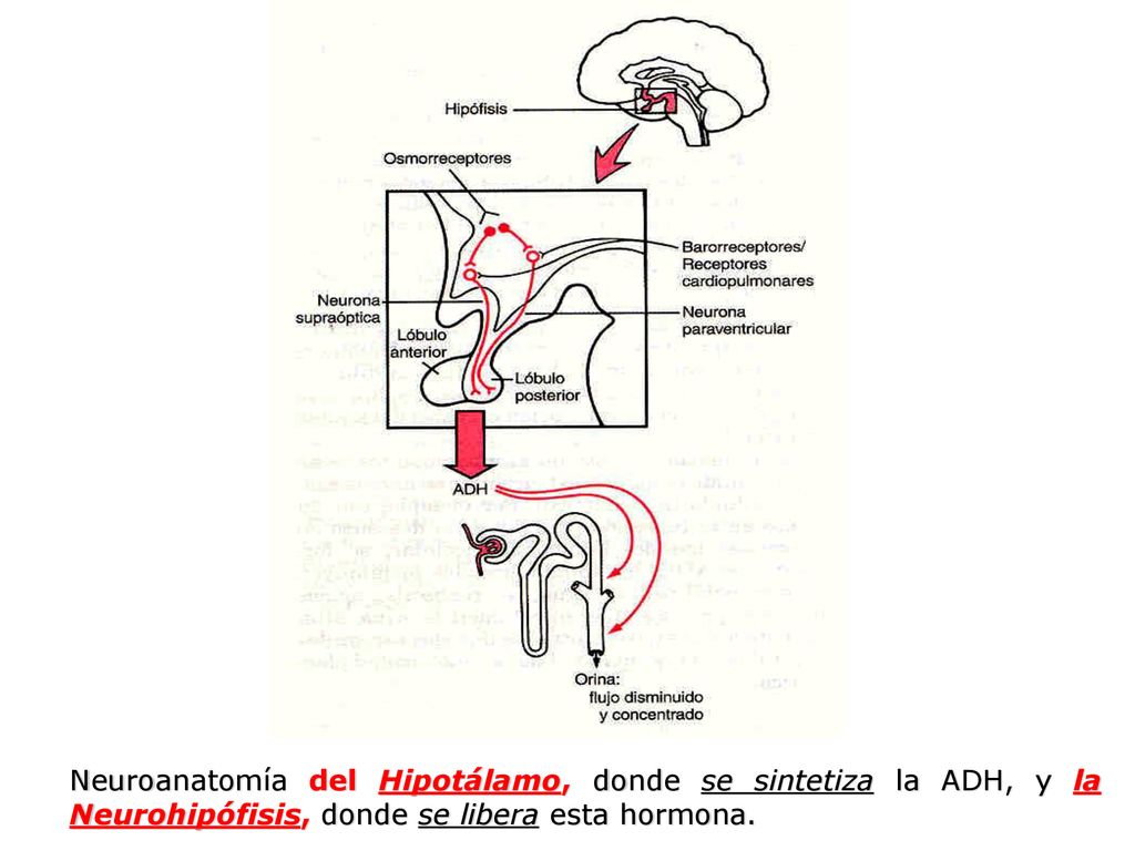 Neuroanatomía del Hipotálamo, donde se sintetiza la ADH, y la Neurohipófisis, donde se libera esta hormona.