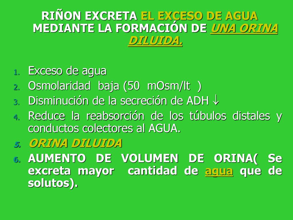 RIÑON EXCRETA EL EXCESO DE AGUA MEDIANTE LA FORMACIÓN DE UNA ORINA DILUIDA.