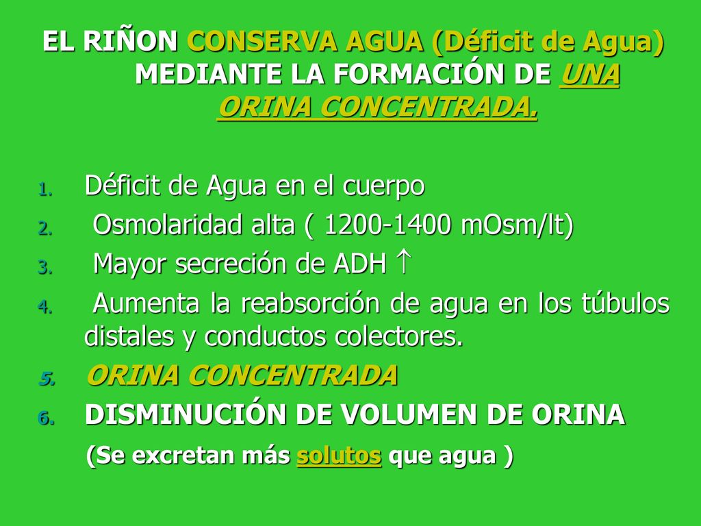 EL RIÑON CONSERVA AGUA (Déficit de Agua) MEDIANTE LA FORMACIÓN DE UNA ORINA CONCENTRADA.
