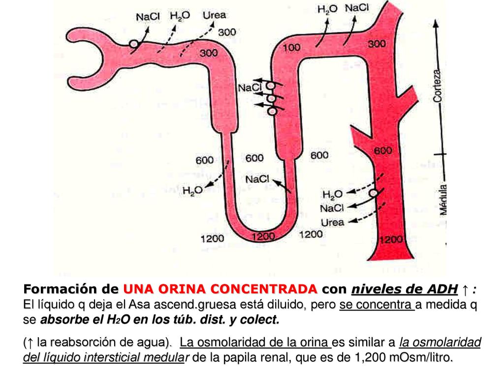Formación de UNA ORINA CONCENTRADA con niveles de ADH ↑ : El líquido q deja el Asa ascend.gruesa está diluido, pero se concentra a medida q se absorbe el H2O en los túb. dist. y colect.