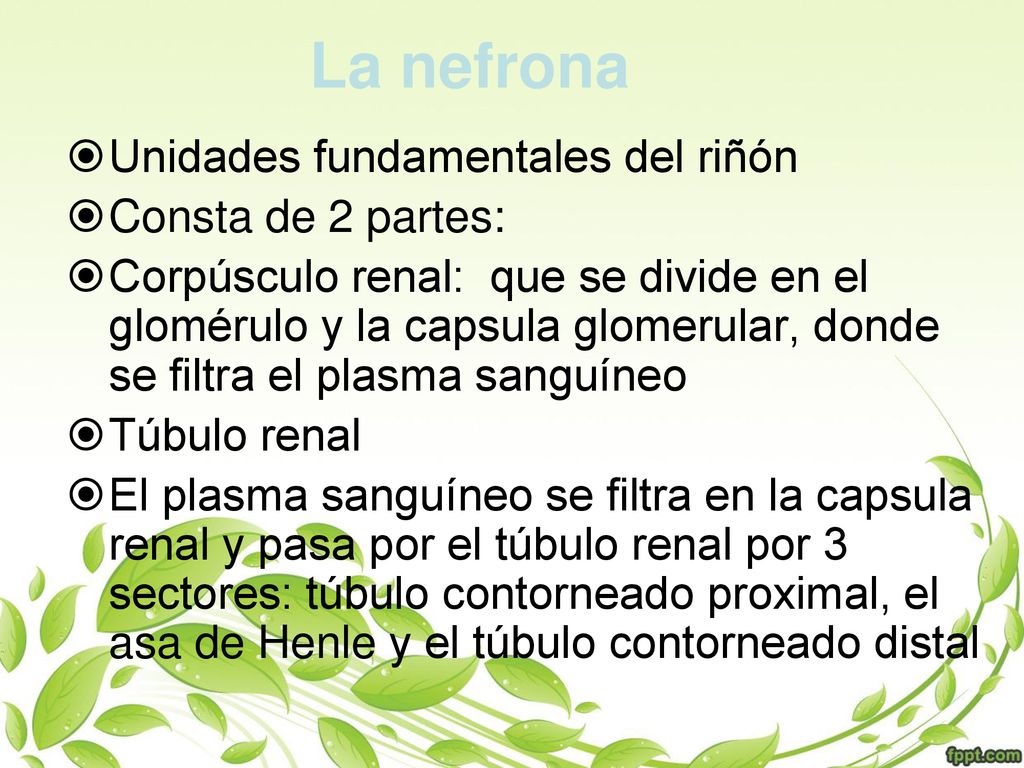 La nefrona Unidades fundamentales del riñón Consta de 2 partes: