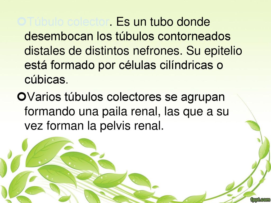 Túbulo colector. Es un tubo donde desembocan los túbulos contorneados distales de distintos nefrones. Su epitelio está formado por células cilíndricas o cúbicas.