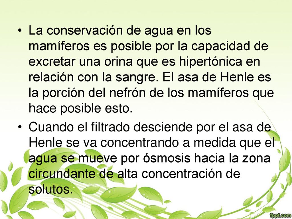 La conservación de agua en los mamíferos es posible por la capacidad de excretar una orina que es hipertónica en relación con la sangre. El asa de Henle es la porción del nefrón de los mamíferos que hace posible esto.