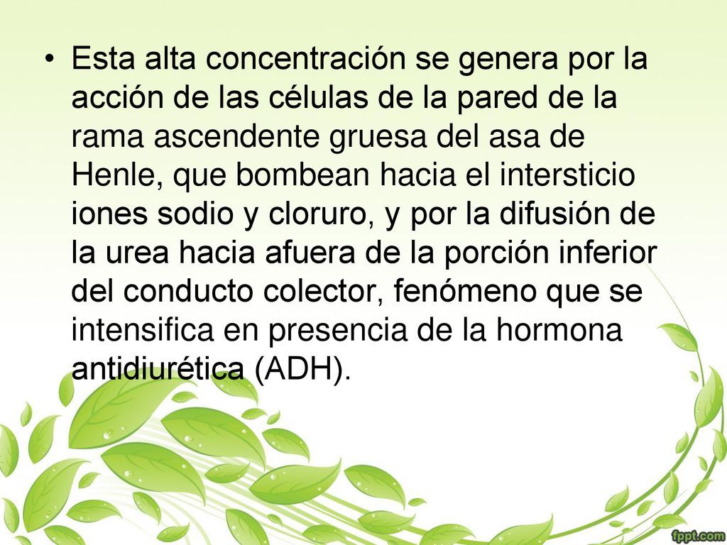 Esta alta concentración se genera por la acción de las células de la pared de la rama ascendente gruesa del asa de Henle, que bombean hacia el intersticio iones sodio y cloruro, y por la difusión de la urea hacia afuera de la porción inferior del conducto colector, fenómeno que se intensifica en presencia de la hormona antidiurética (ADH).