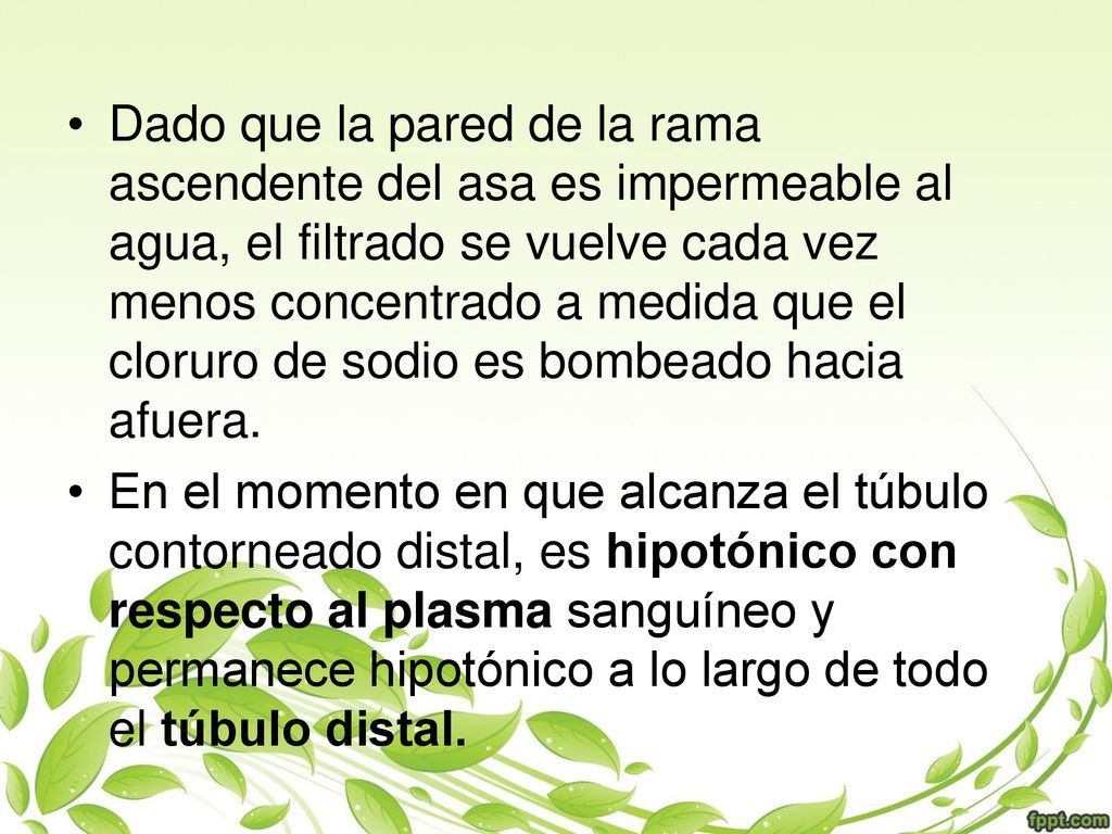 Dado que la pared de la rama ascendente del asa es impermeable al agua, el filtrado se vuelve cada vez menos concentrado a medida que el cloruro de sodio es bombeado hacia afuera.