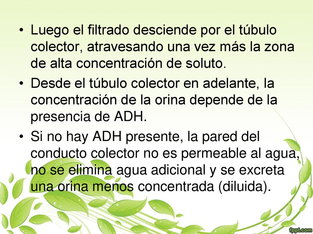 Luego el filtrado desciende por el túbulo colector, atravesando una vez más la zona de alta concentración de soluto.