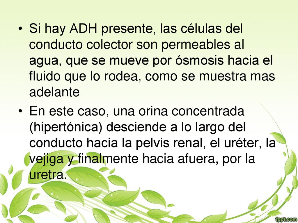 Si hay ADH presente, las células del conducto colector son permeables al agua, que se mueve por ósmosis hacia el fluido que lo rodea, como se muestra mas adelante