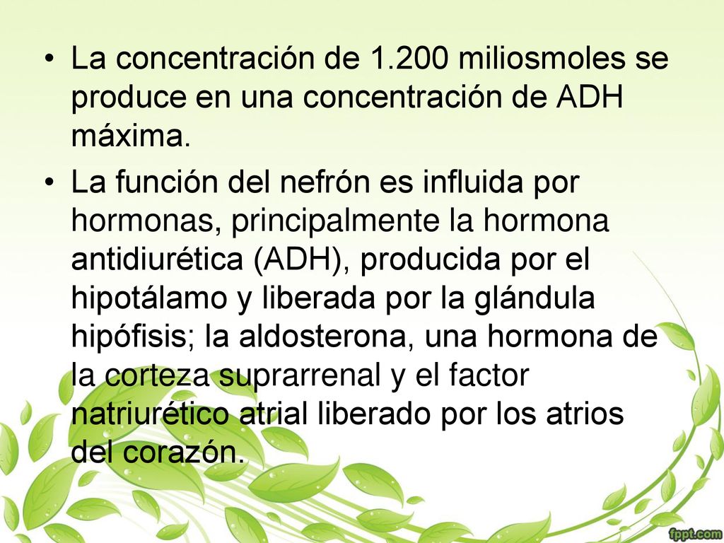 La concentración de miliosmoles se produce en una concentración de ADH máxima.