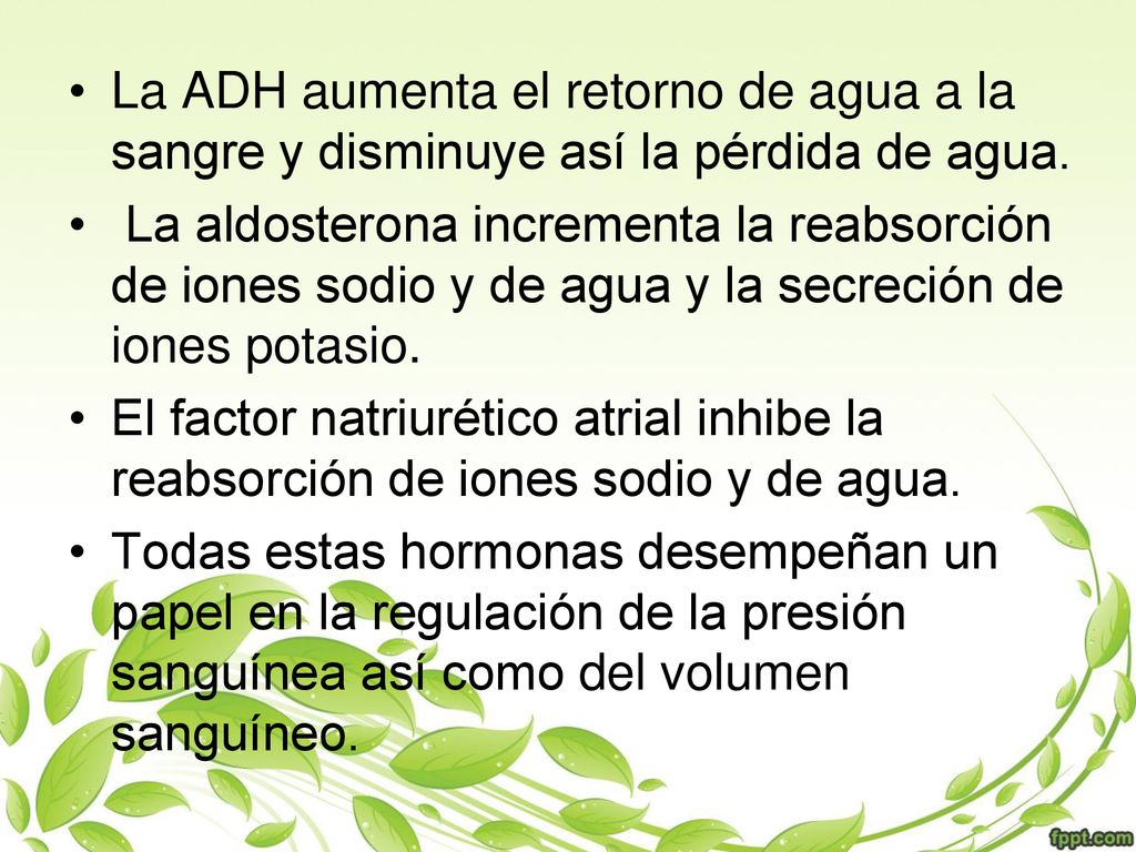 La ADH aumenta el retorno de agua a la sangre y disminuye así la pérdida de agua.