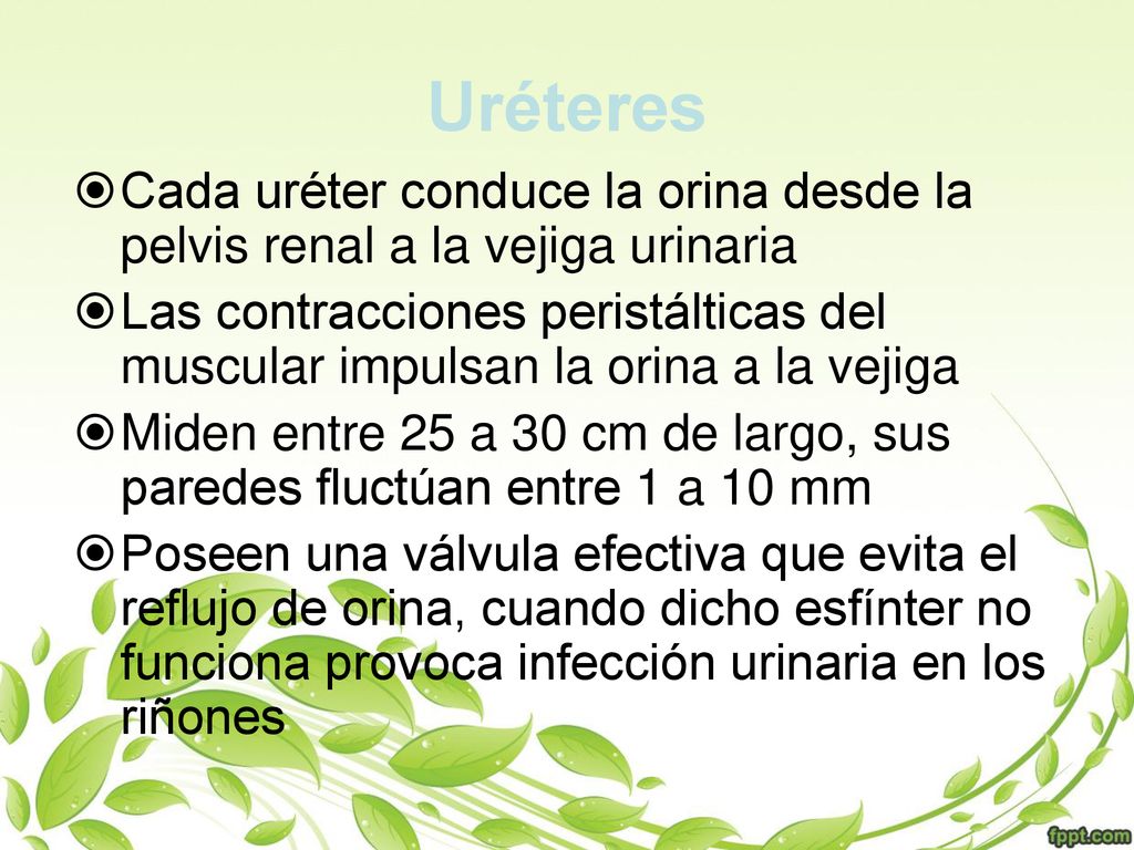 Uréteres Cada uréter conduce la orina desde la pelvis renal a la vejiga urinaria.