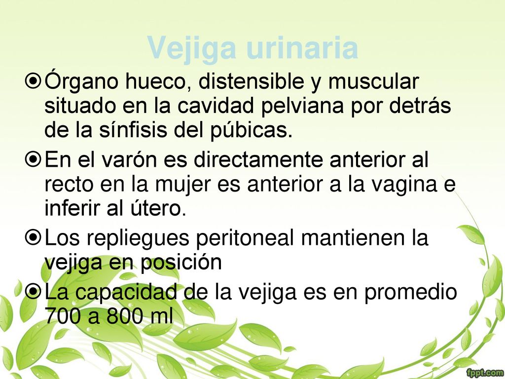 Vejiga urinaria Órgano hueco, distensible y muscular situado en la cavidad pelviana por detrás de la sínfisis del púbicas.