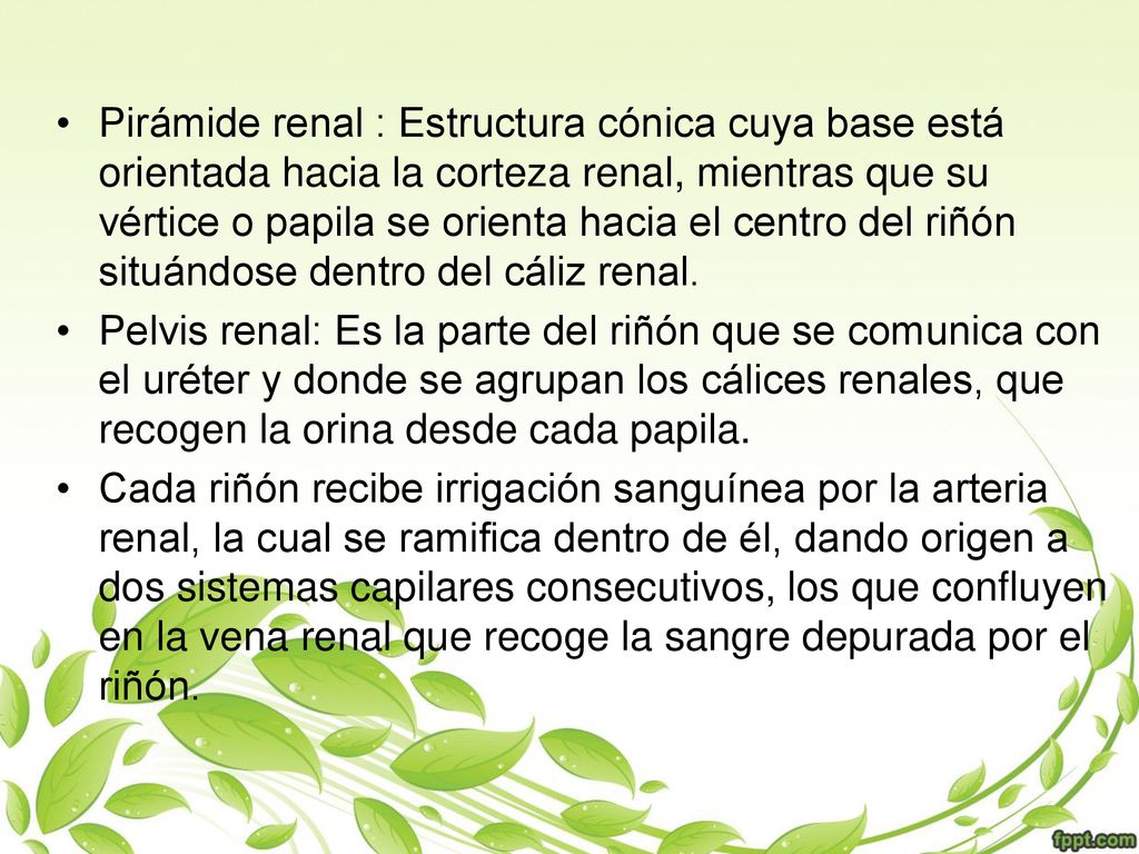Pirámide renal : Estructura cónica cuya base está orientada hacia la corteza renal, mientras que su vértice o papila se orienta hacia el centro del riñón situándose dentro del cáliz renal.