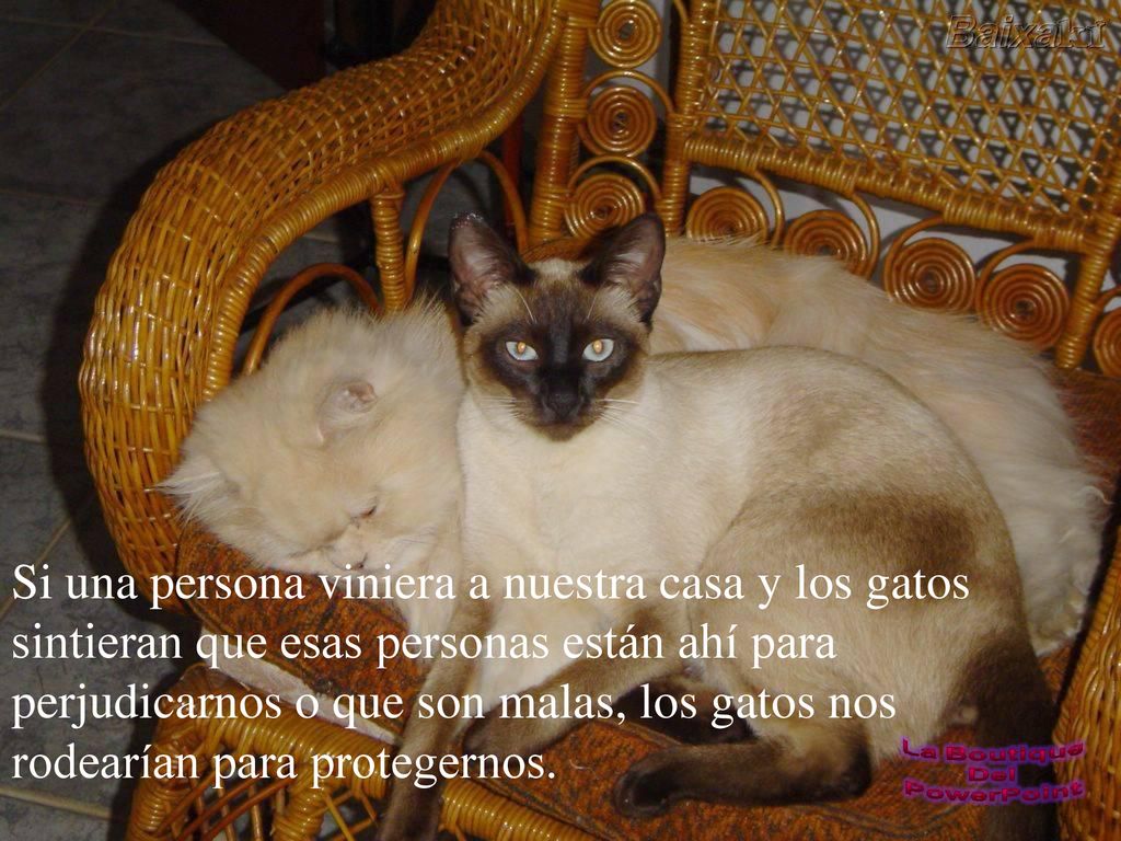 Si una persona viniera a nuestra casa y los gatos sintieran que esas personas están ahí para perjudicarnos o que son malas, los gatos nos rodearían para protegernos.