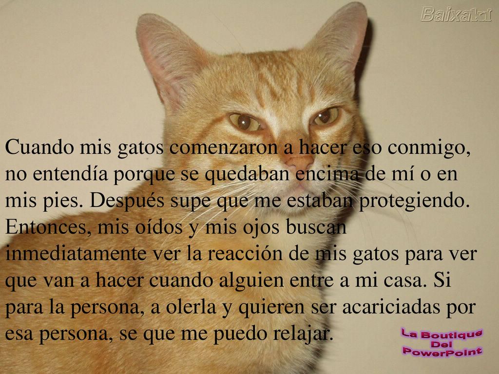 Cuando mis gatos comenzaron a hacer eso conmigo, no entendía porque se quedaban encima de mí o en mis pies.