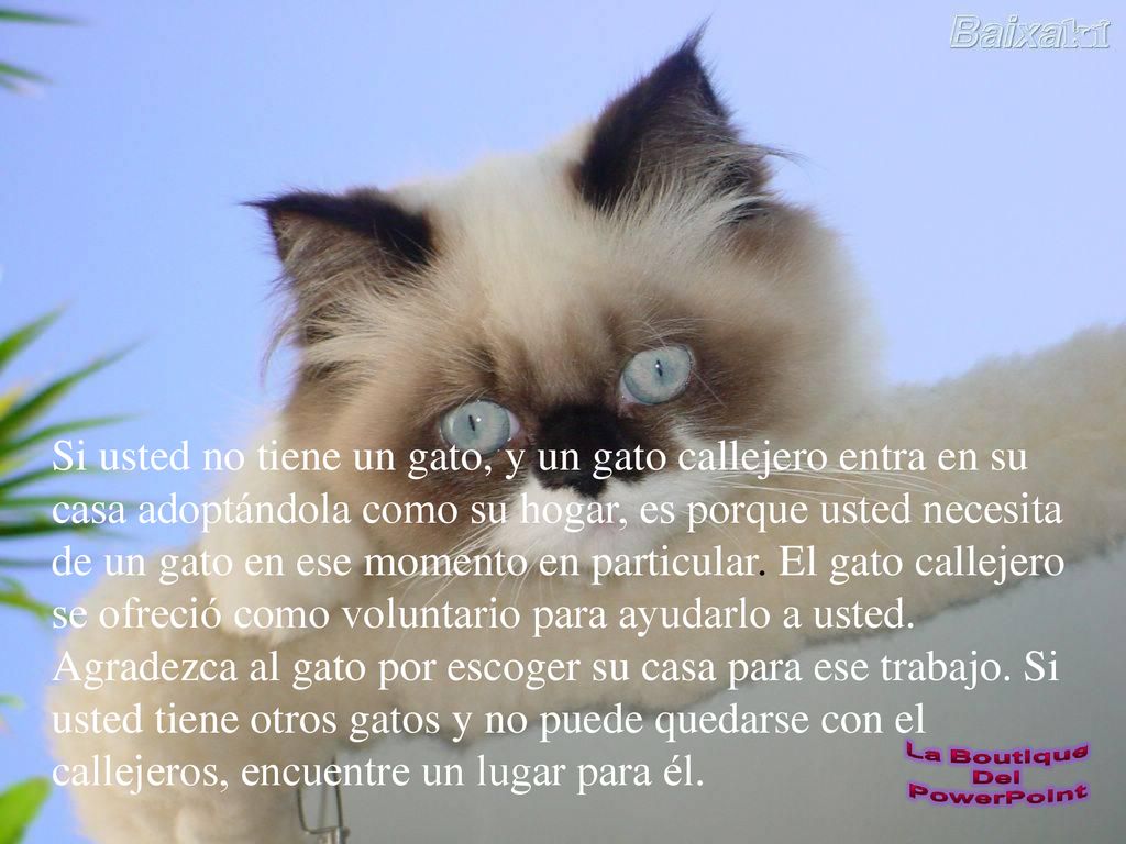 Si usted no tiene un gato, y un gato callejero entra en su casa adoptándola como su hogar, es porque usted necesita de un gato en ese momento en particular.