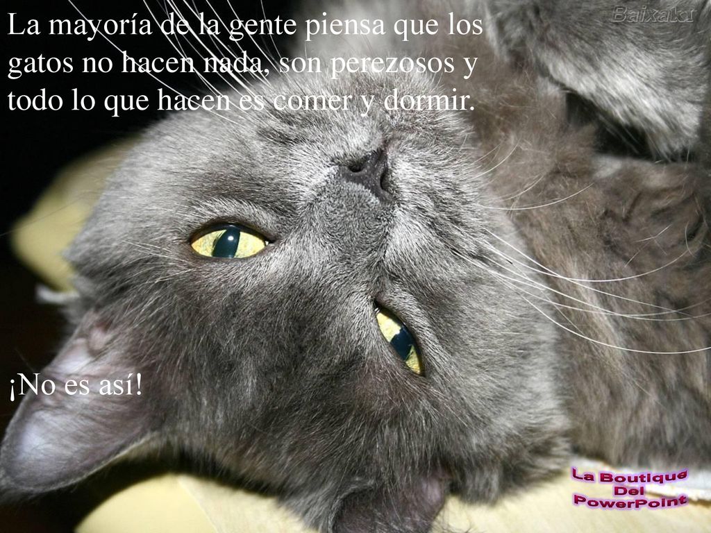 La mayoría de la gente piensa que los gatos no hacen nada, son perezosos y todo lo que hacen es comer y dormir.