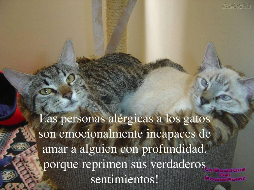 Las personas alérgicas a los gatos son emocionalmente incapaces de amar a alguien con profundidad, porque reprimen sus verdaderos sentimientos!
