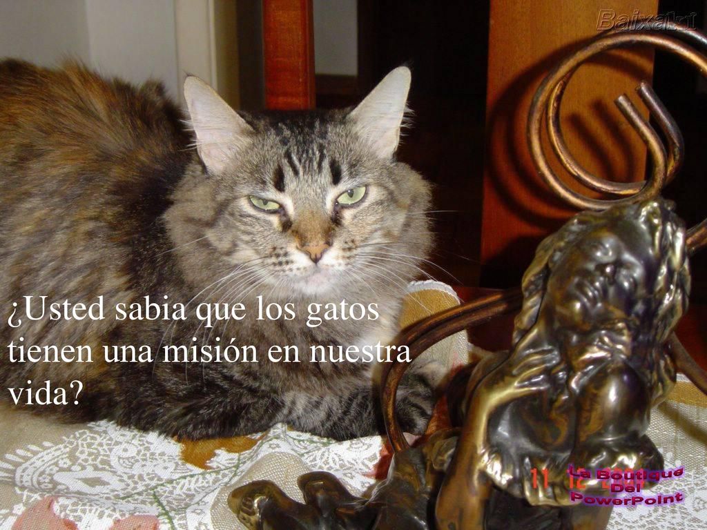 ¿Usted sabia que los gatos tienen una misión en nuestra vida