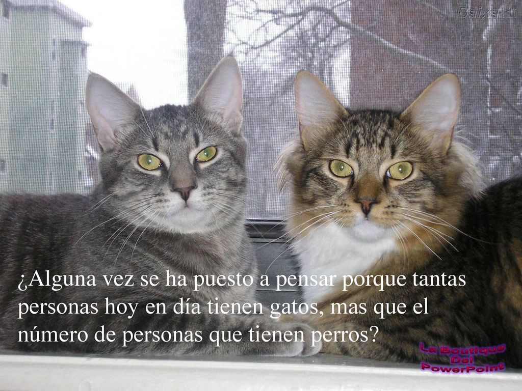 ¿Alguna vez se ha puesto a pensar porque tantas personas hoy en día tienen gatos, mas que el número de personas que tienen perros