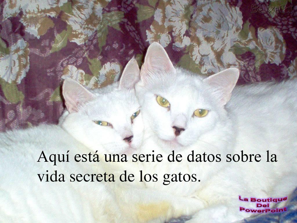 Aquí está una serie de datos sobre la vida secreta de los gatos.