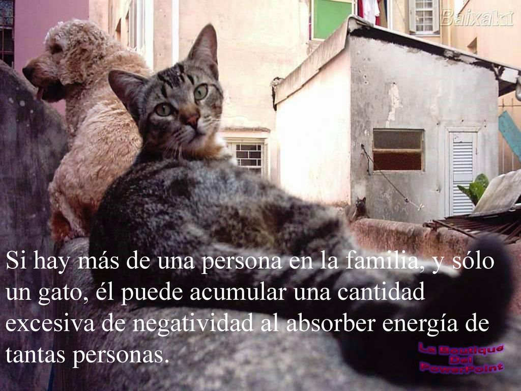 Si hay más de una persona en la familia, y sólo un gato, él puede acumular una cantidad excesiva de negatividad al absorber energía de tantas personas.