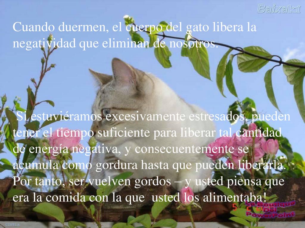 Cuando duermen, el cuerpo del gato libera la negatividad que eliminan de nosotros.