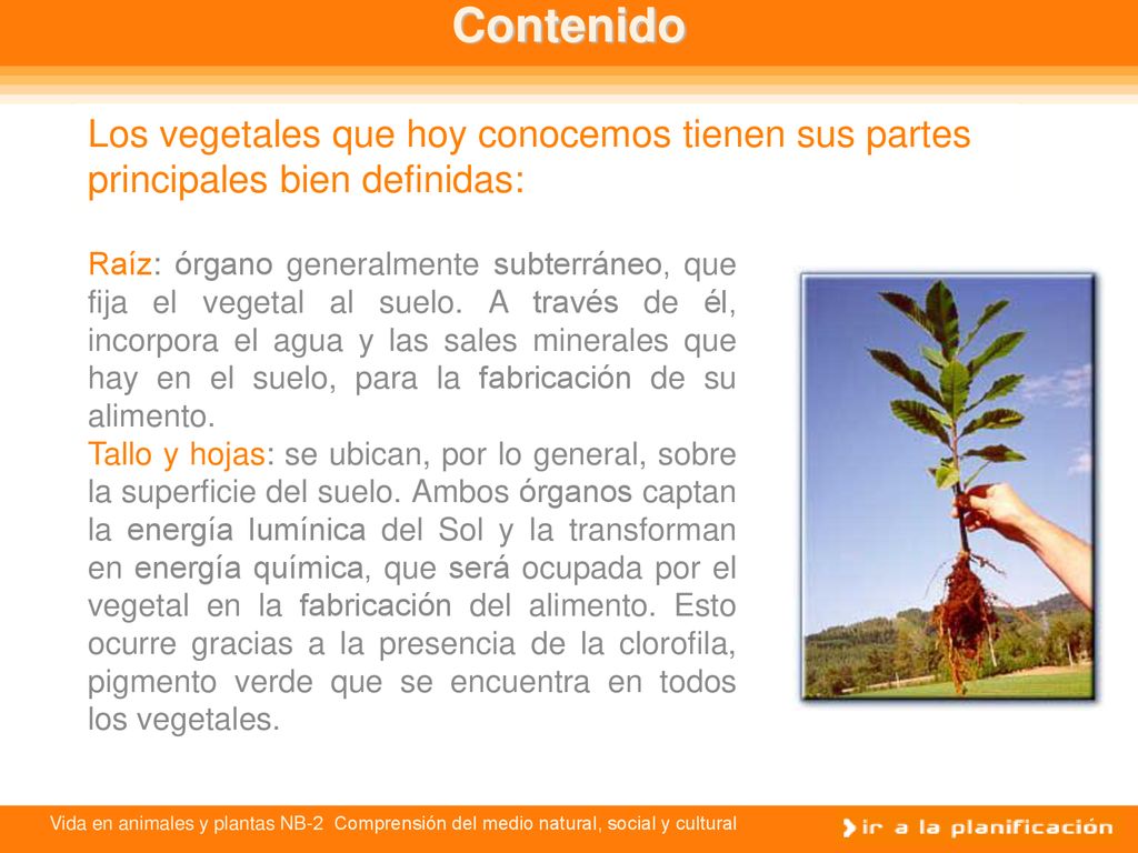 Contenido Los vegetales que hoy conocemos tienen sus partes principales bien definidas: