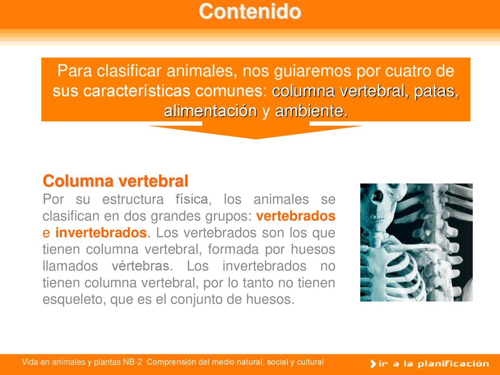 Contenido Para clasificar animales, nos guiaremos por cuatro de sus características comunes: columna vertebral, patas, alimentación y ambiente.