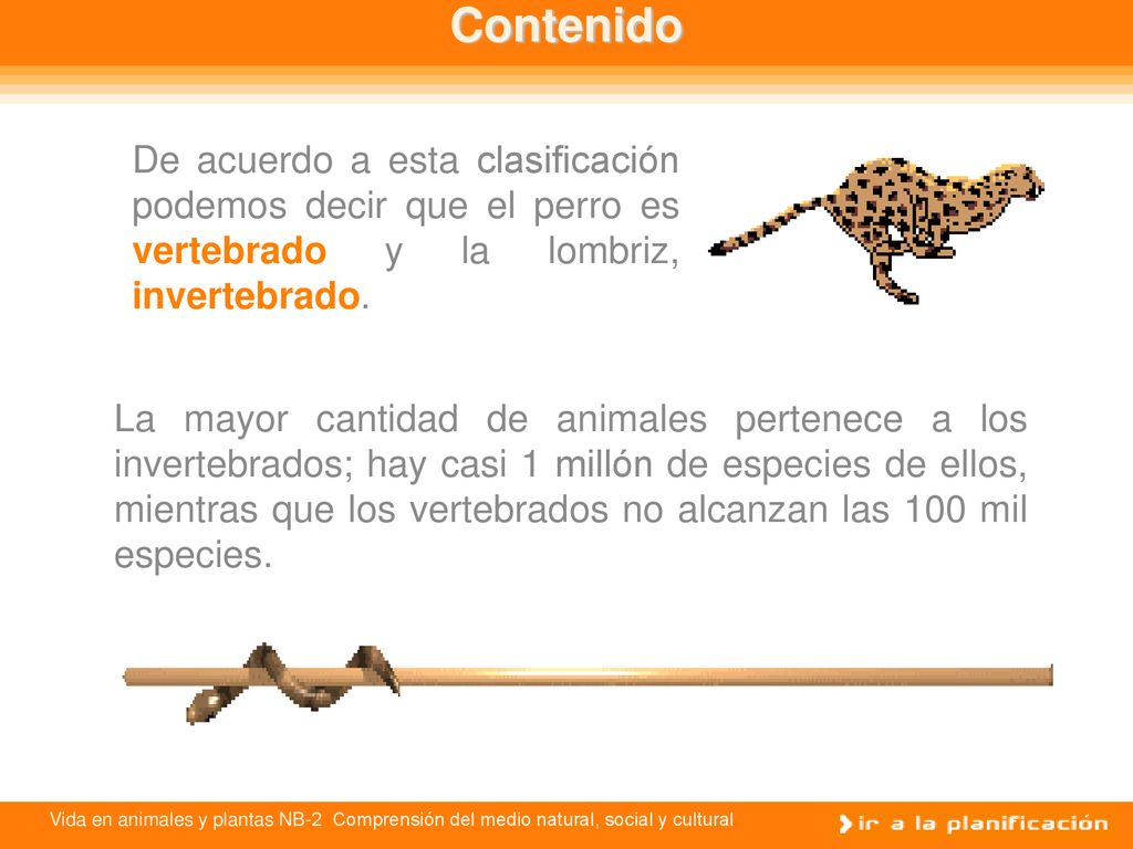 Contenido De acuerdo a esta clasificación podemos decir que el perro es vertebrado y la lombriz, invertebrado.