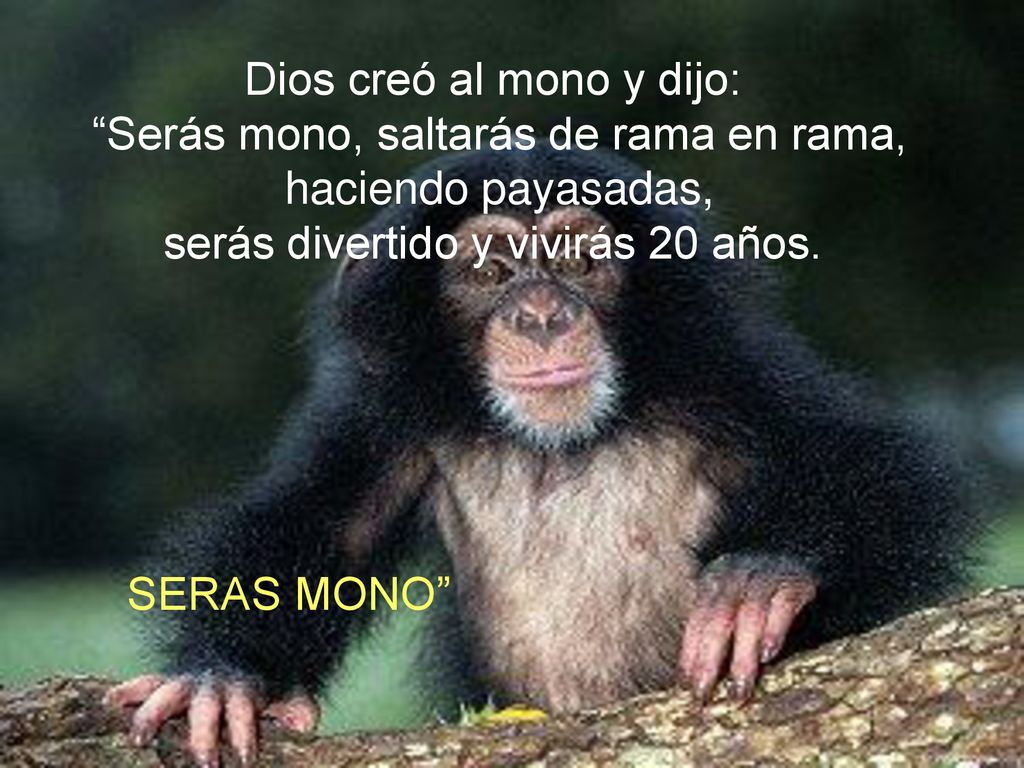 Dios creó al mono y dijo: Serás mono, saltarás de rama en rama,