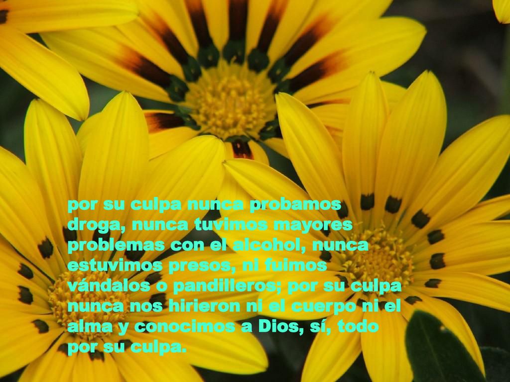 por su culpa nunca probamos droga, nunca tuvimos mayores problemas con el alcohol, nunca estuvimos presos, ni fuimos vándalos o pandilleros; por su culpa nunca nos hirieron ni el cuerpo ni el alma y conocimos a Dios, sí, todo por su culpa.