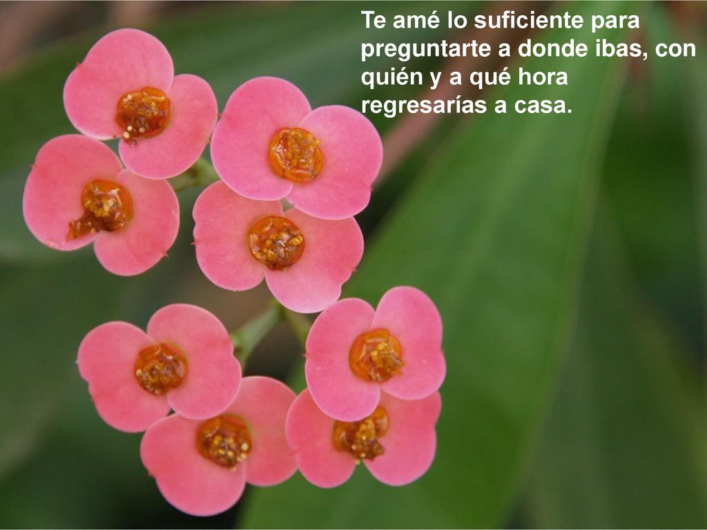 Te amé lo suficiente para preguntarte a donde ibas, con quién y a qué hora regresarías a casa.