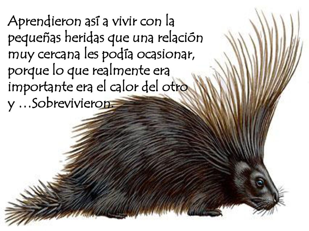 Aprendieron así a vivir con la pequeñas heridas que una relación muy cercana les podía ocasionar, porque lo que realmente era importante era el calor del otro
