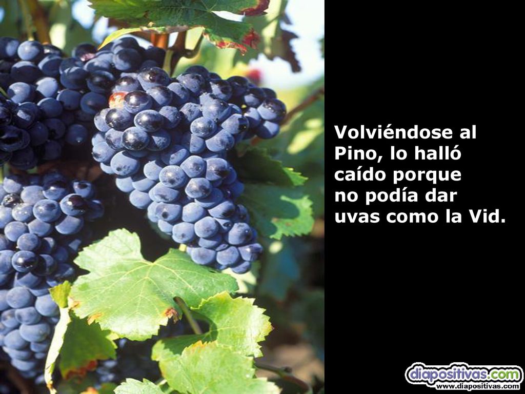 Volviéndose al Pino, lo halló caído porque no podía dar uvas como la Vid.
