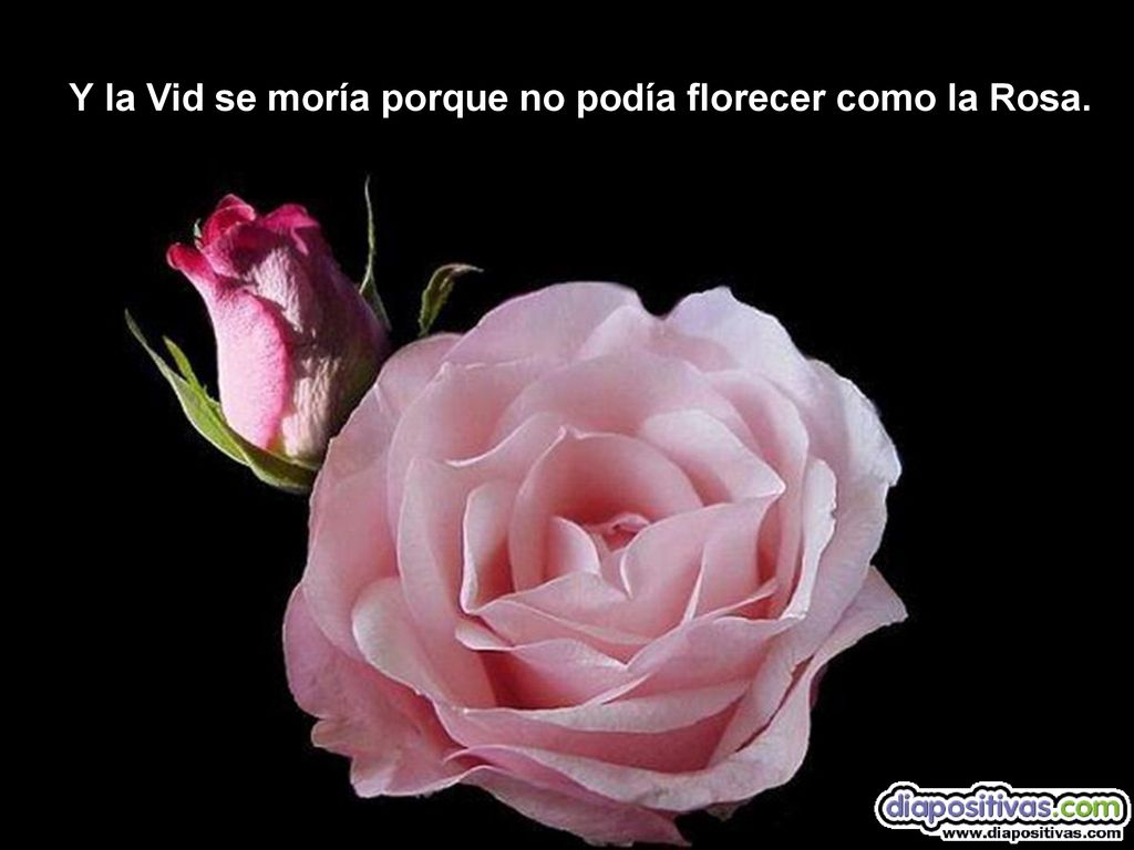 Y la Vid se moría porque no podía florecer como la Rosa.