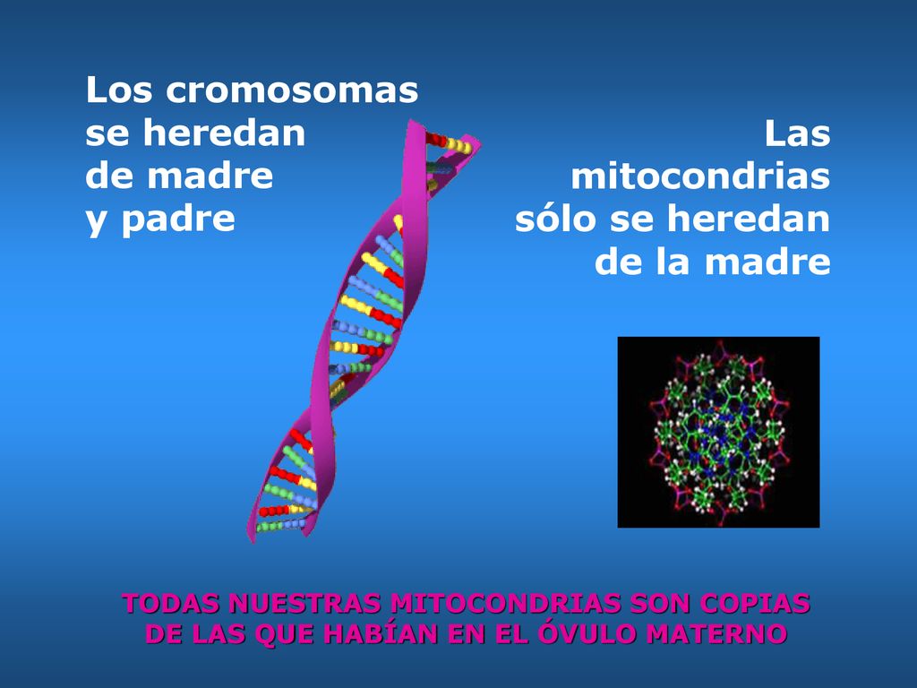 Los cromosomas se heredan de madre y padre Las mitocondrias
