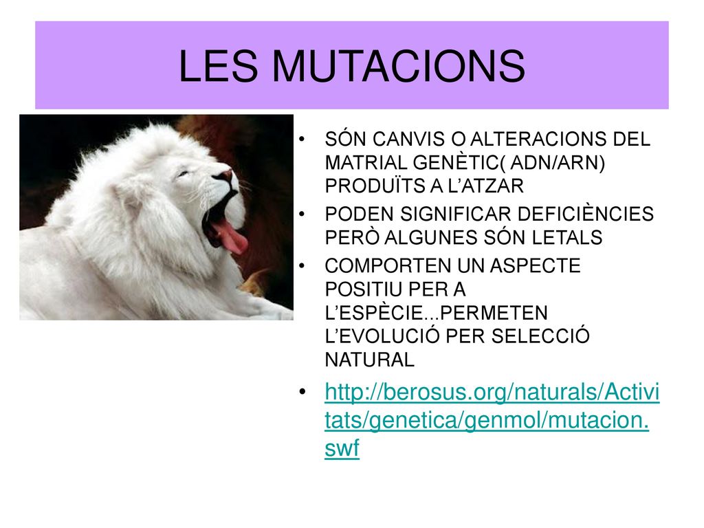 LES MUTACIONS SÓN CANVIS O ALTERACIONS DEL MATRIAL GENÈTIC( ADN/ARN) PRODUÏTS A L’ATZAR. PODEN SIGNIFICAR DEFICIÈNCIES PERÒ ALGUNES SÓN LETALS.