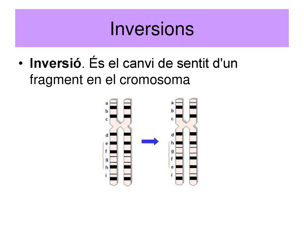Inversions Inversió. És el canvi de sentit d un fragment en el cromosoma