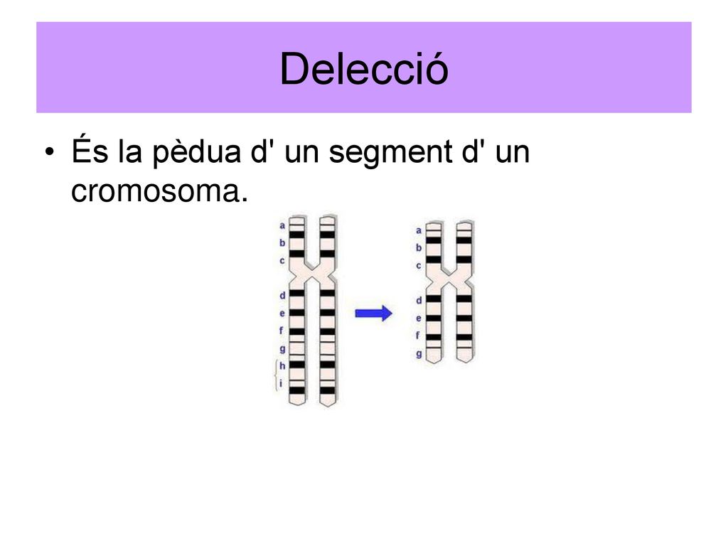 Delecció És la pèdua d un segment d un cromosoma.