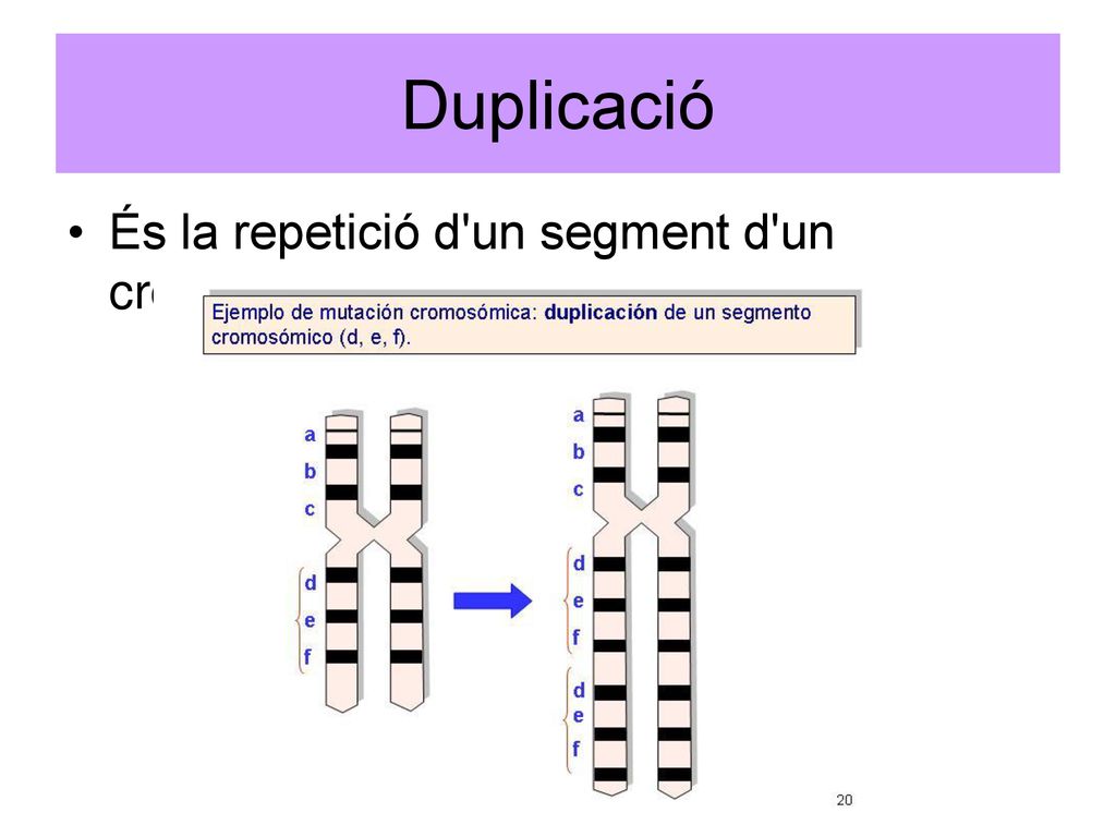 Duplicació És la repetició d un segment d un cromosoma.