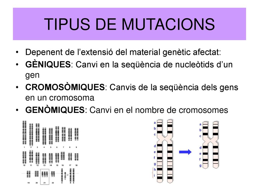 TIPUS DE MUTACIONS Depenent de l’extensió del material genètic afectat: GÈNIQUES: Canvi en la seqüència de nucleòtids d’un gen.